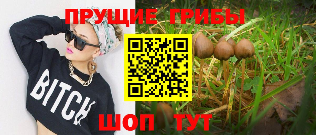 Королёв  Псилоцибиновые грибы Psilocybine cubensis  Вход с VPN 